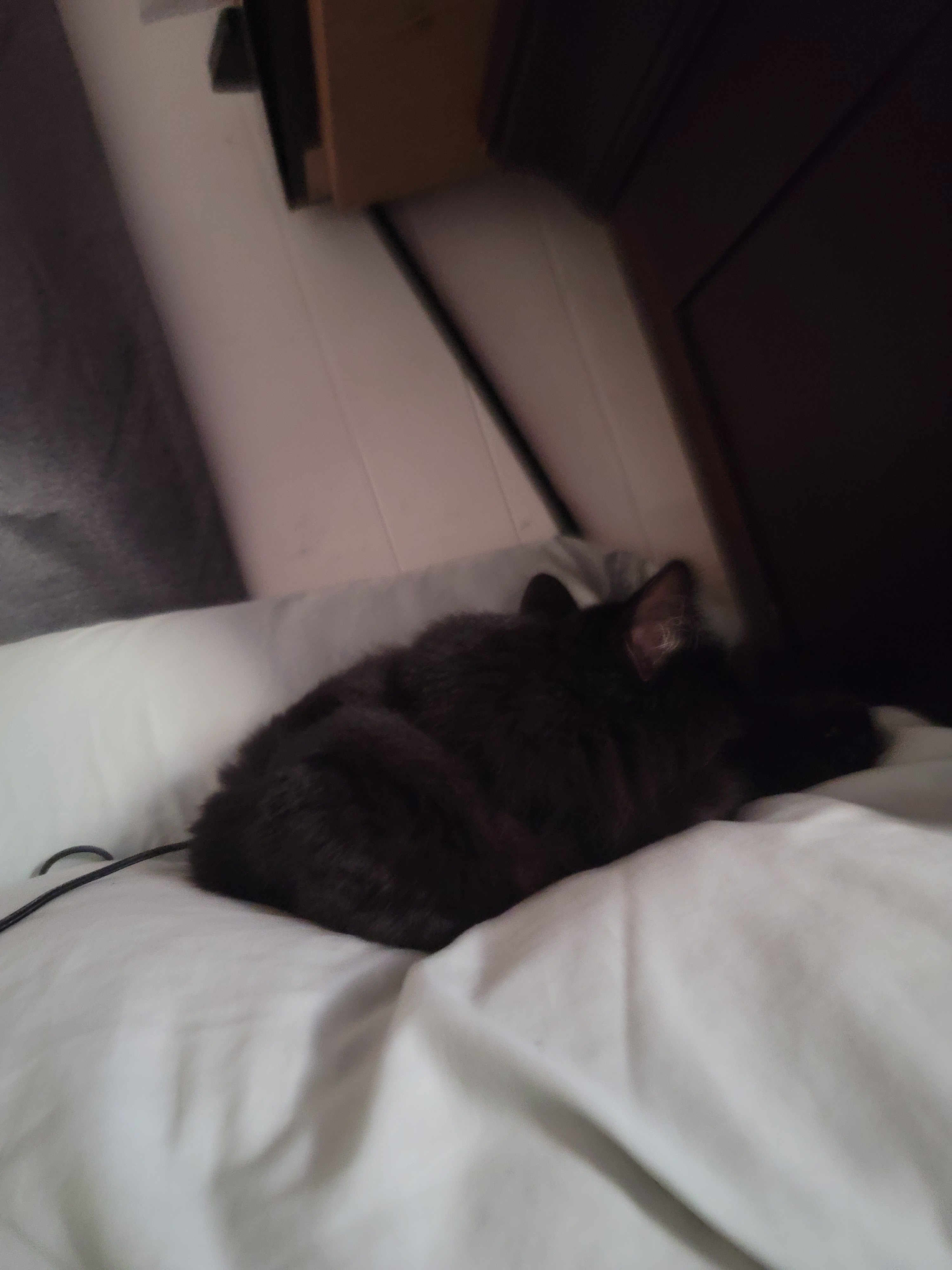 a black cat curled up on a pillow