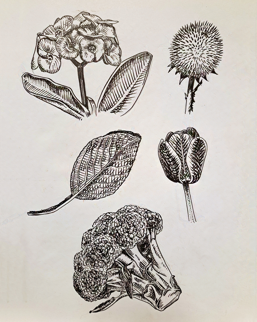 Brush pen studies of various plant parts.